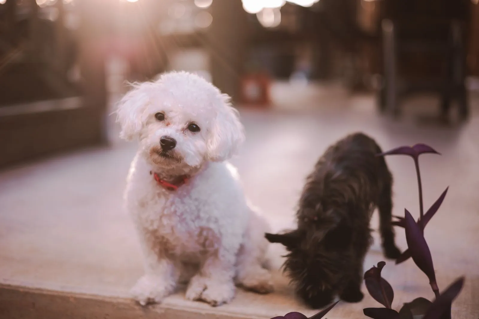 Is Daycare Right for Your Small-Breed Dog?